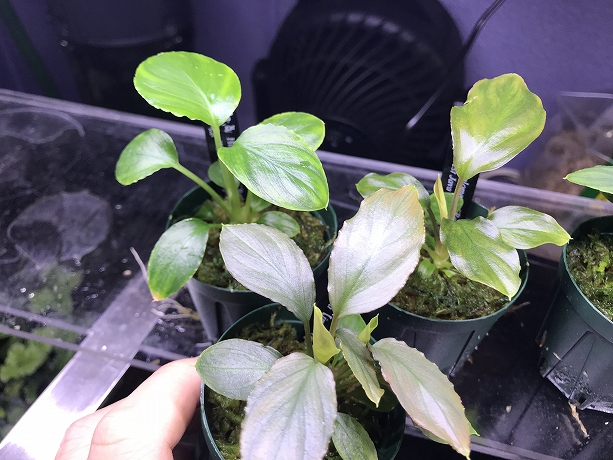 ホマロメナ Homalomena sp.赤銀 West Java wf1 – 熱帯植物.com